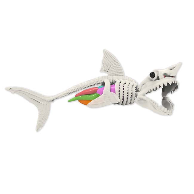Dissect IT Shark