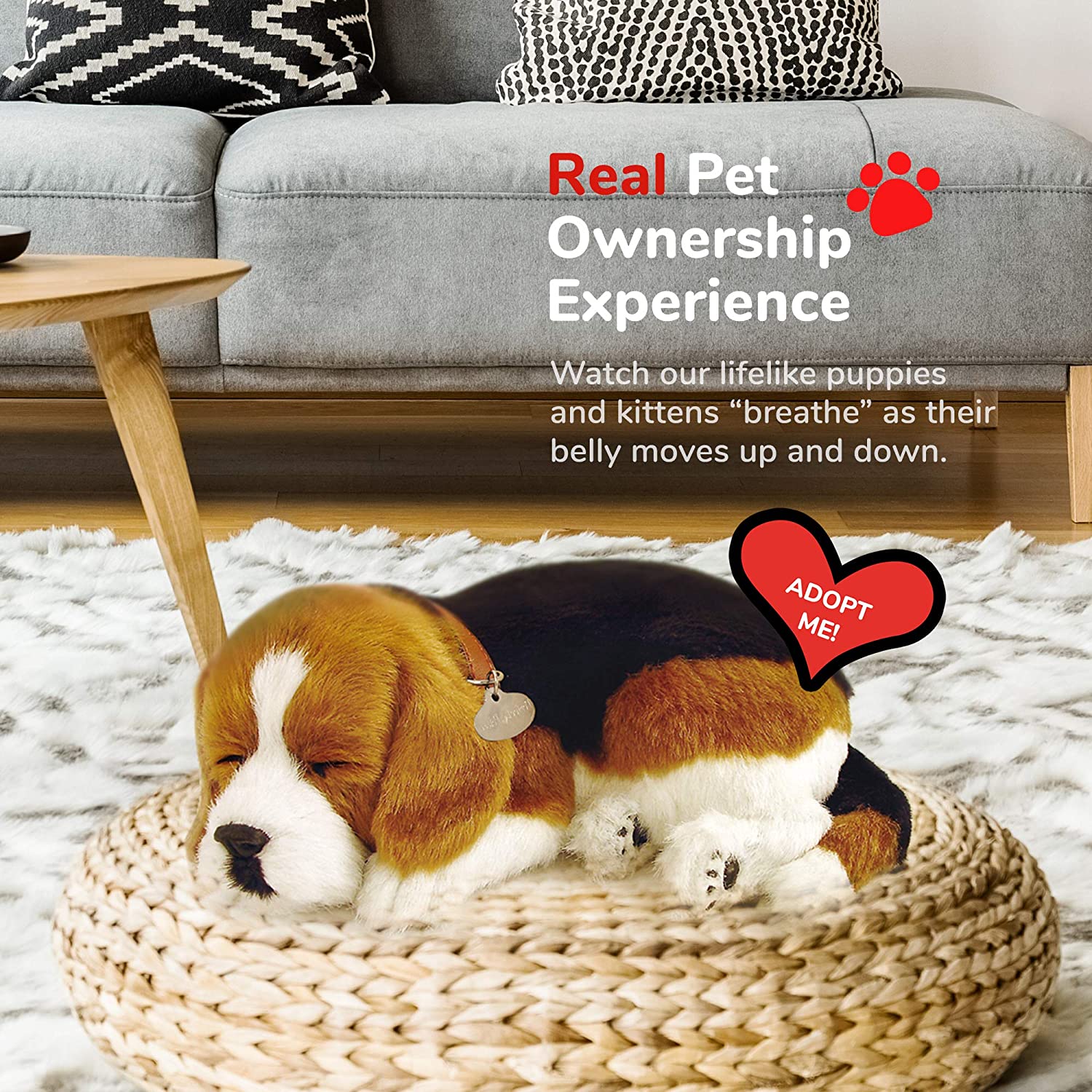 Beagle Perfect Petzzz