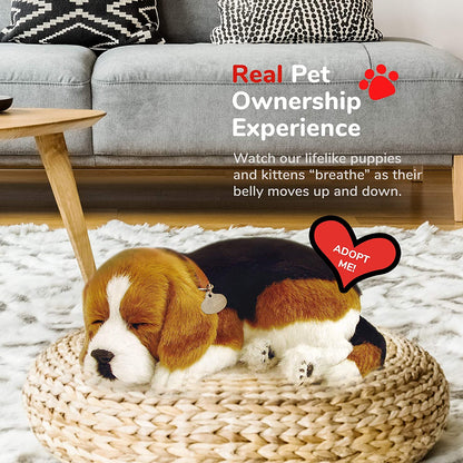 Beagle Perfect Petzzz