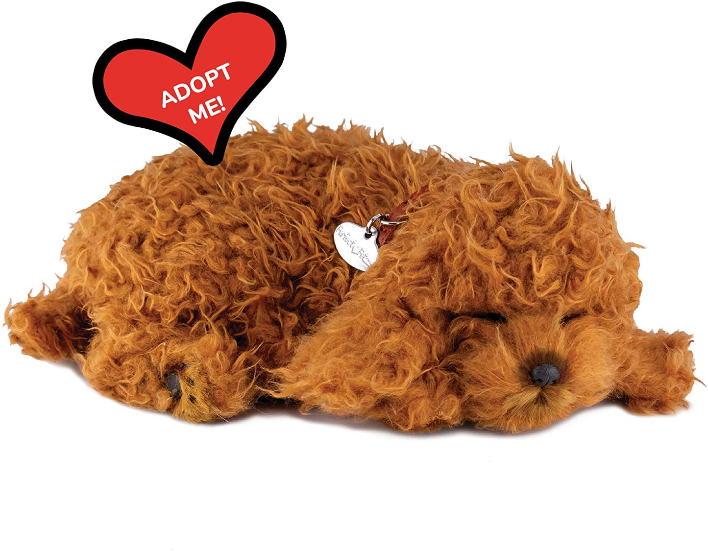 Toy Poodle Perfect Petzzz
