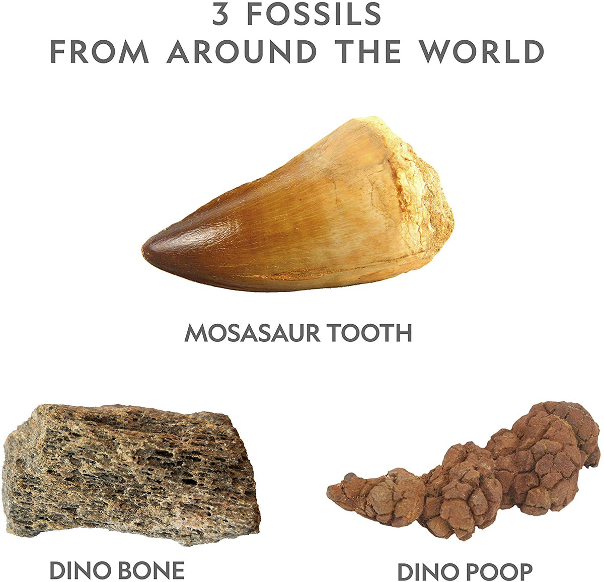 Ng Dino Fossil Dig Kit-4