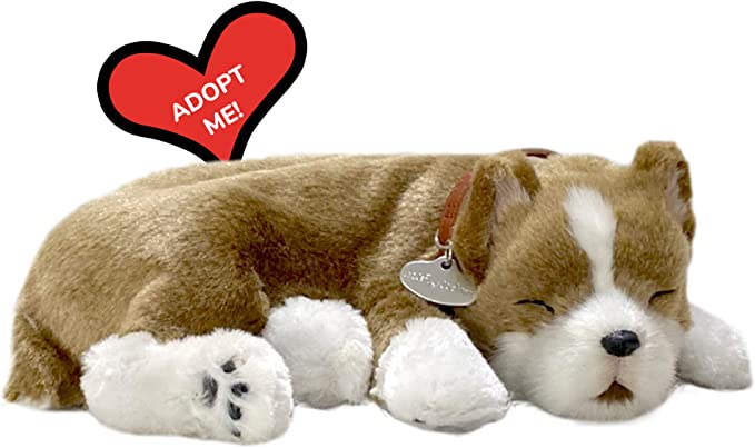 Pit Bull Perfect Petzzz