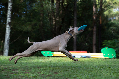 Jetwag Disc for Dogs-1